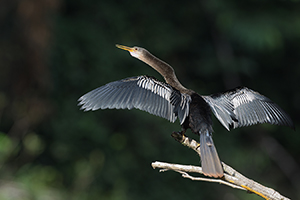 Anhinga americká