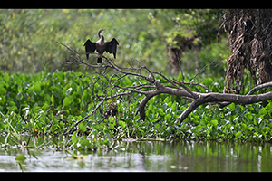 Anhinga americká