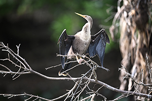 DSC_20230815_Z9_096984a.jpg