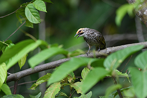 Bulbul korunkatý