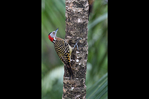 DSC_040932a.jpg