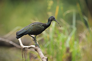 Ibis lesní