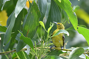 DSC_37885a.jpg