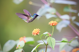 Kolibřík fialovohlavý