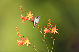 Kolibřík jiskřivý