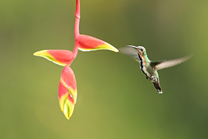 Kolibřík lesklý