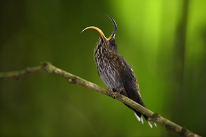 Kolibřík orlozobec