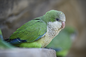 Papoušek mniší