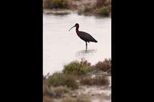 Ibis hnědý