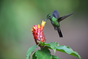 Kolibřík subtropický