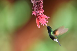 Kolibřík kostarický