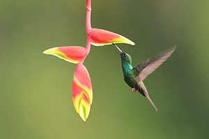 Kolibřík křivozobý