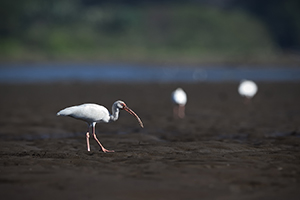 Ibis bílý