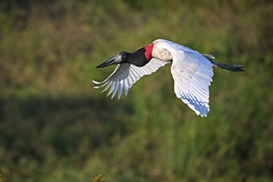 Čáp jabiru