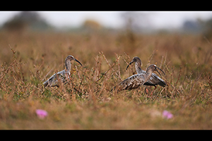 Ibis běločelý