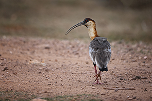 Ibis bělokřídlý