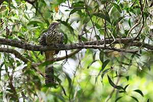 Kukačka koel