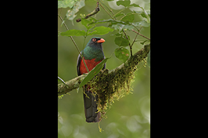 Trogon Massenův