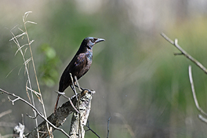 DSC_19796a.jpg