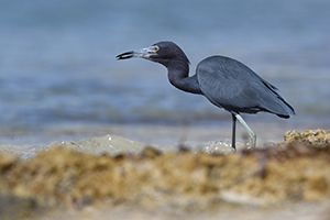 DSC_043180a.jpg