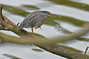 DSC_20170916_D850_038750a.jpg